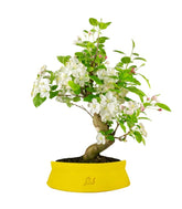 Melo bonsai | 12 anni