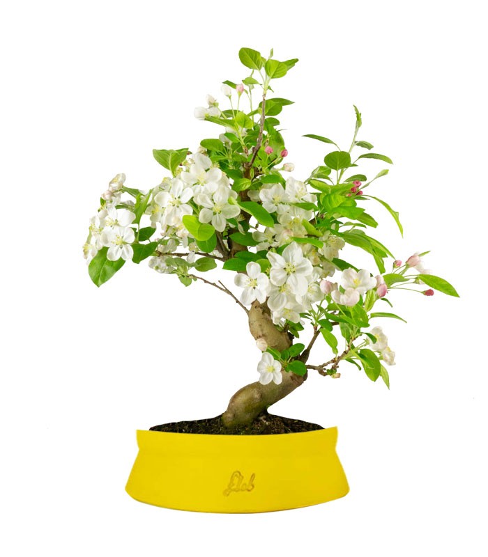 Melo bonsai | 12 anni