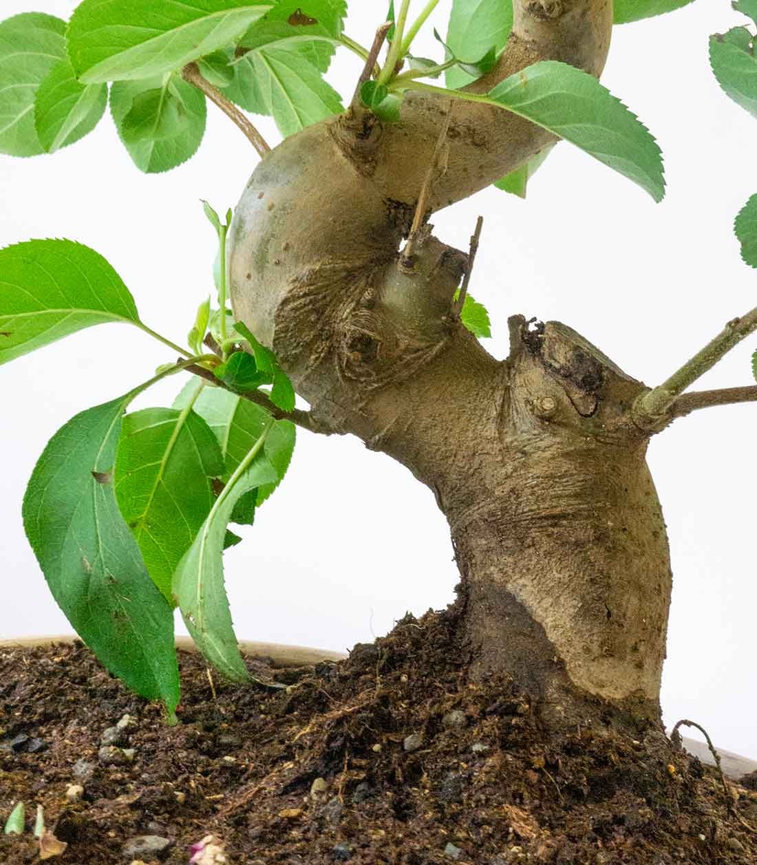 Melo bonsai | 12 anni