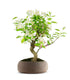 Melo bonsai | 10 anni