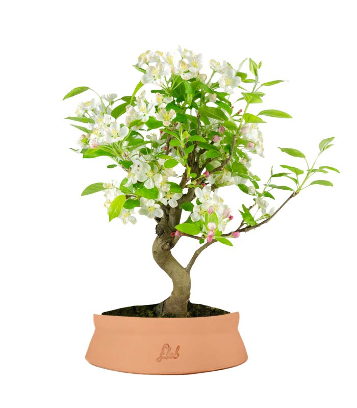 Melo bonsai | 10 anni