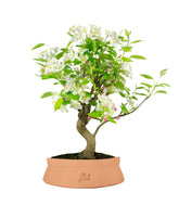 Melo bonsai | 10 anni