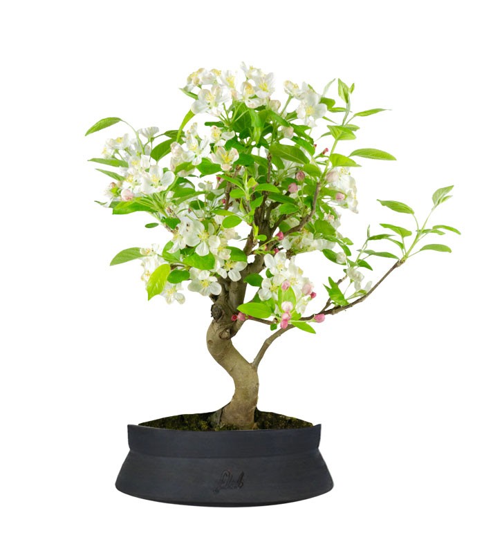 Melo bonsai | 10 anni