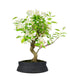 Melo bonsai | 10 anni