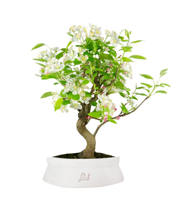 Melo bonsai | 10 anni