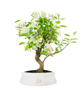 Melo bonsai | 10 anni
