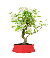 Melo bonsai | 10 anni