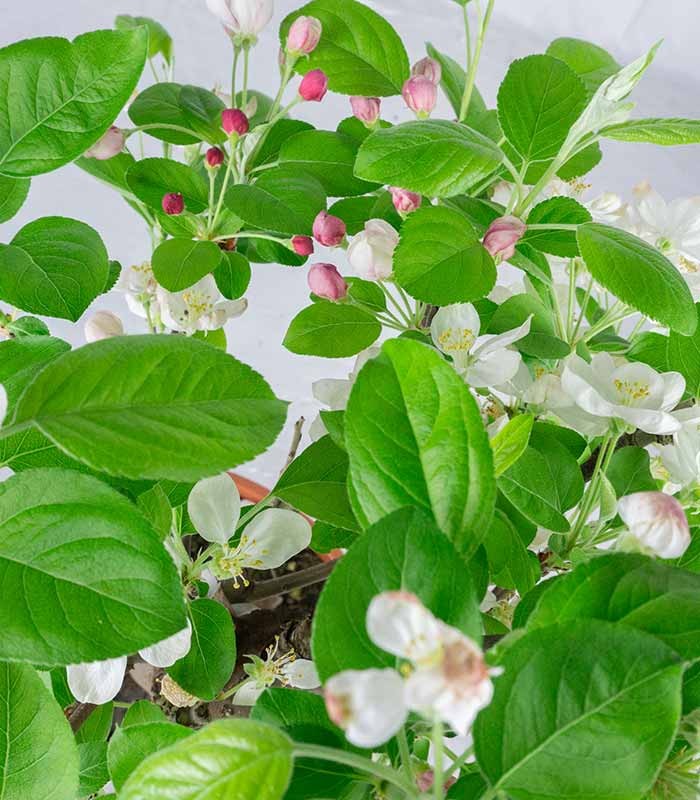 Melo bonsai | 10 anni