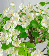 Melo bonsai | 10 anni
