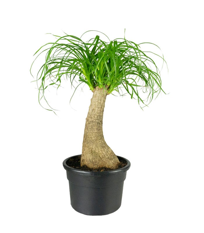 Beaucarnea Nolina Recurvata