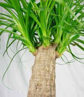 Beaucarnea Nolina Recurvata