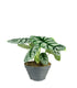 Alocasia Silver Dragon