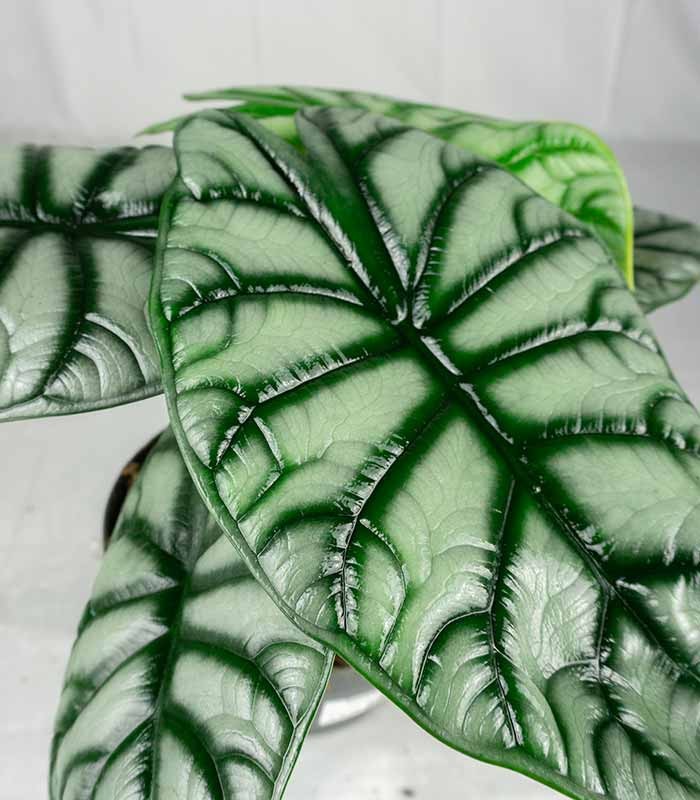 Alocasia Silver Dragon