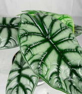 Alocasia Silver Dragon