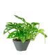 Filodendro Monstera Obliqua “Monkey mask”