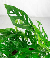 Filodendro Monstera Obliqua “Monkey mask”