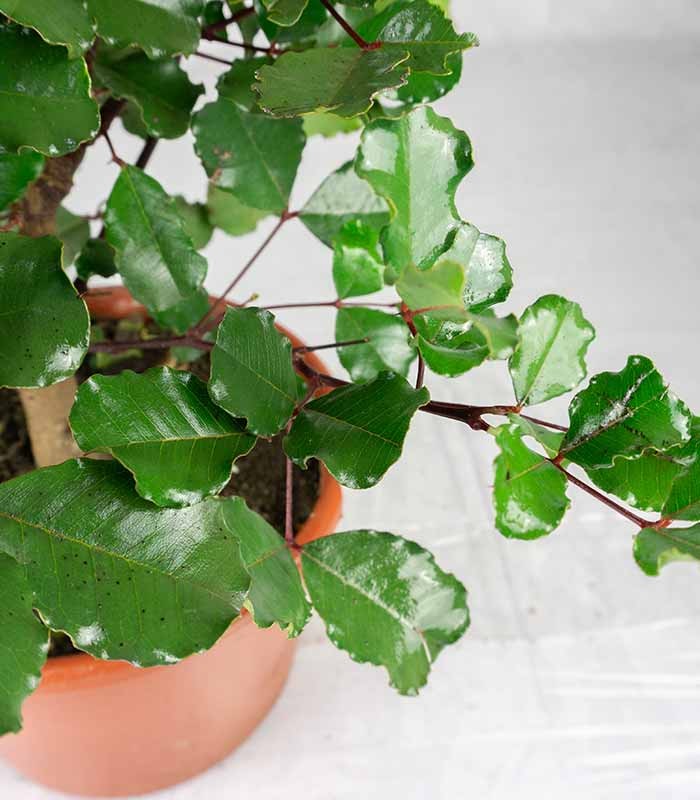 Carrubo pianta in vaso