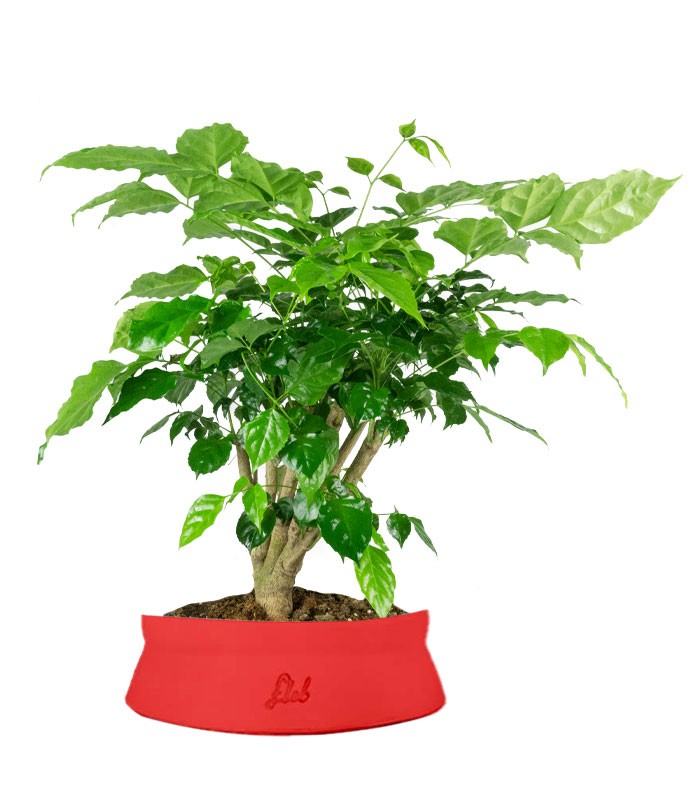 Radermachera Bonsai