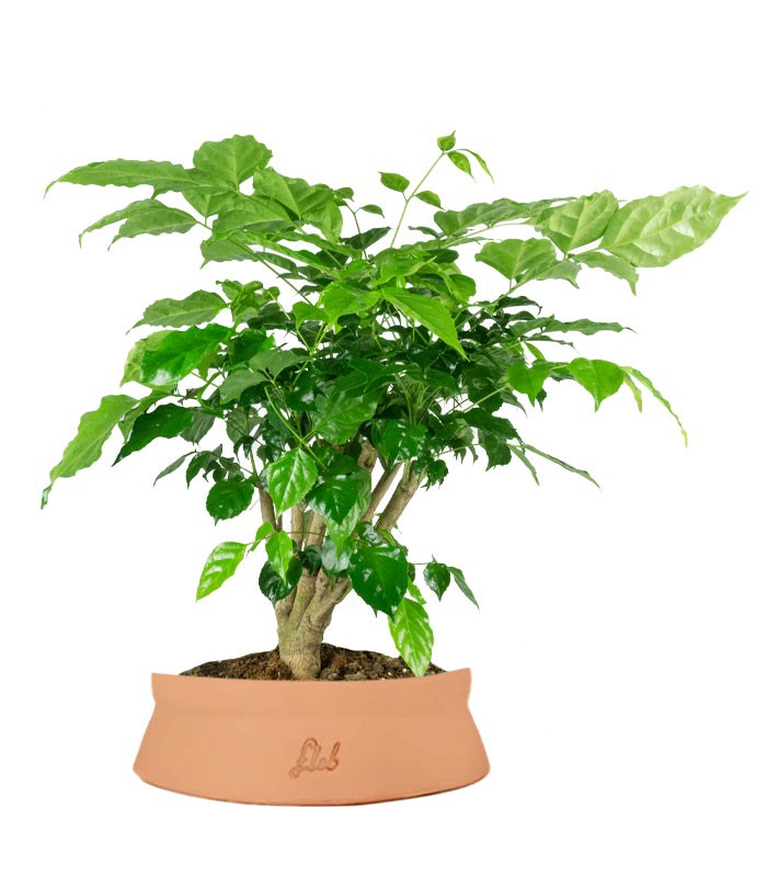 Radermachera Bonsai