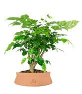 Radermachera Bonsai