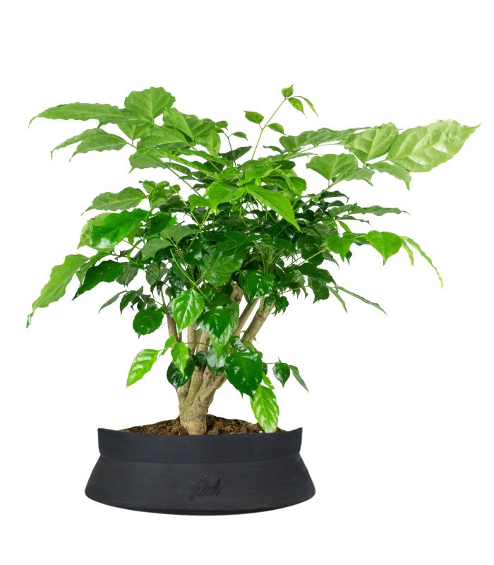 Radermachera Bonsai