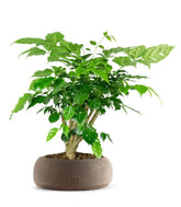 Radermachera Bonsai