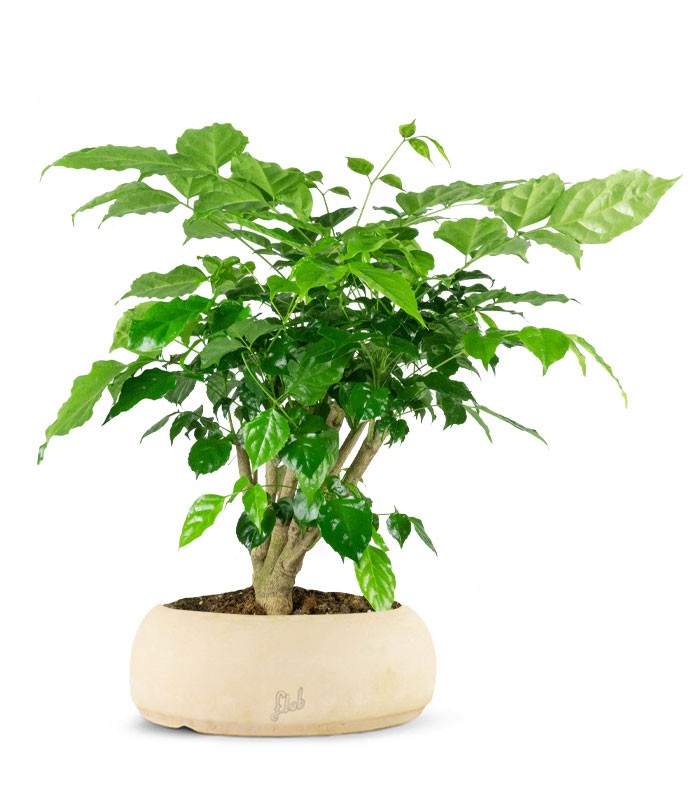 Radermachera Bonsai
