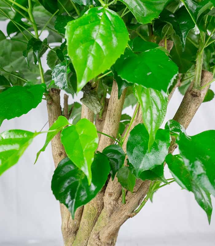 Radermachera Bonsai