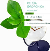Clusia Sfera |Clusia Idro in vetro con supporto