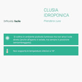 Clusia Sfera |Clusia Idro in vetro con supporto