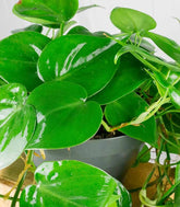 Filodendro Scandens ricadente