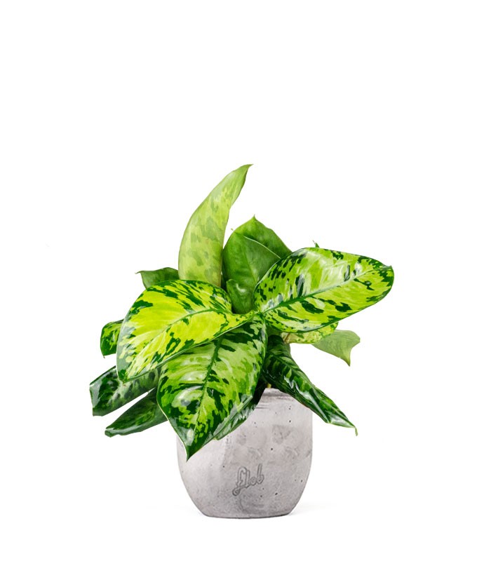 Homalomena rubescens variegata