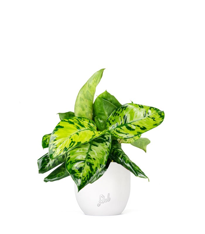 Homalomena rubescens variegata