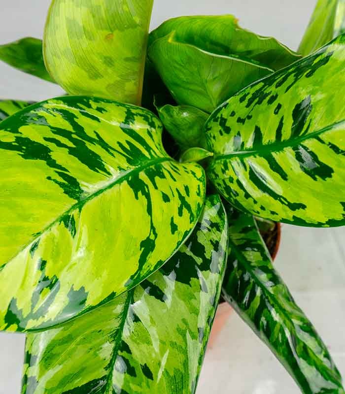 Homalomena rubescens variegata