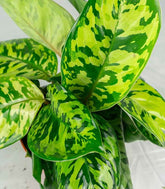 Homalomena rubescens variegata