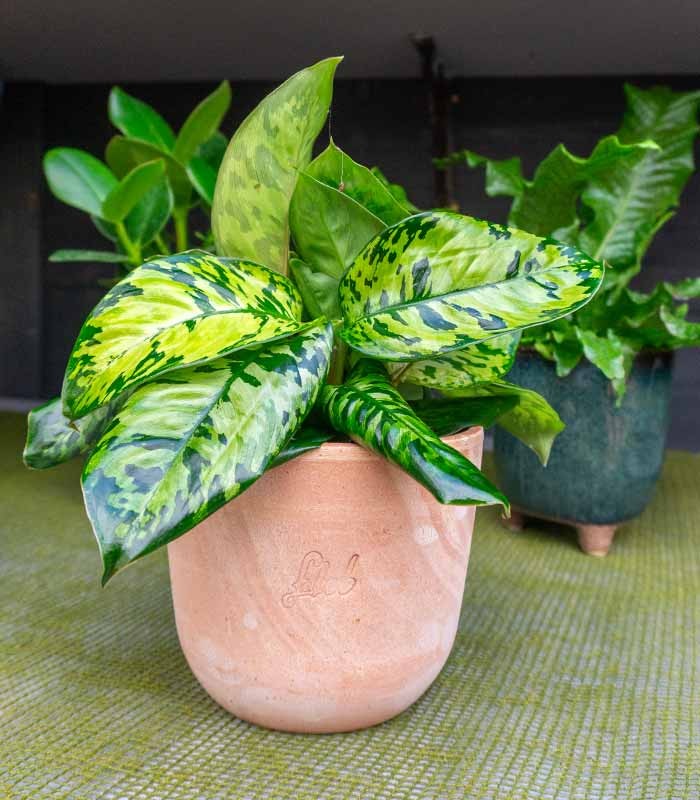 Homalomena rubescens variegata