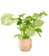 Syngonium "Milk Confetti"