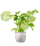 Syngonium "Milk Confetti"