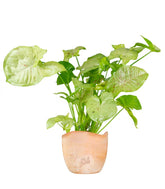 Syngonium "Milk Confetti"