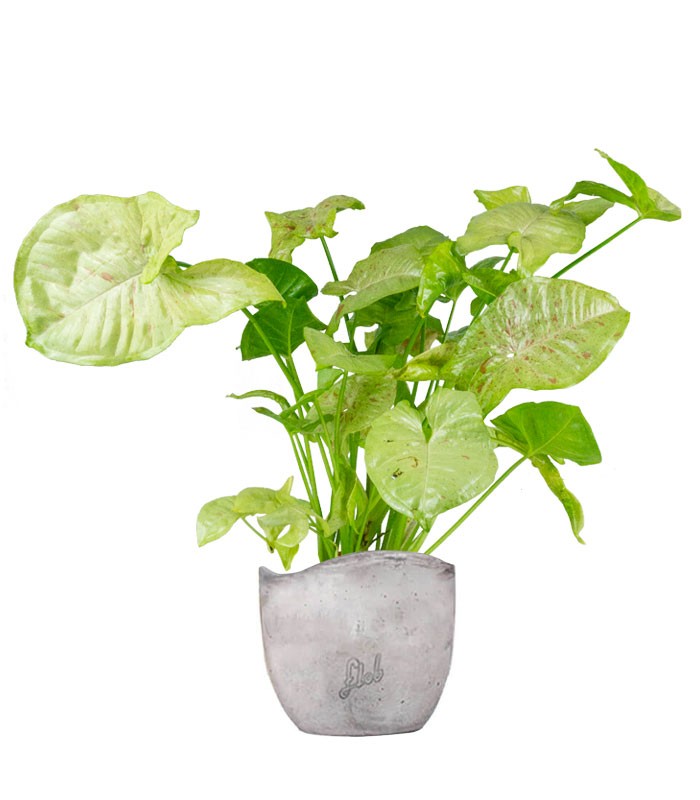 Syngonium "Milk Confetti"