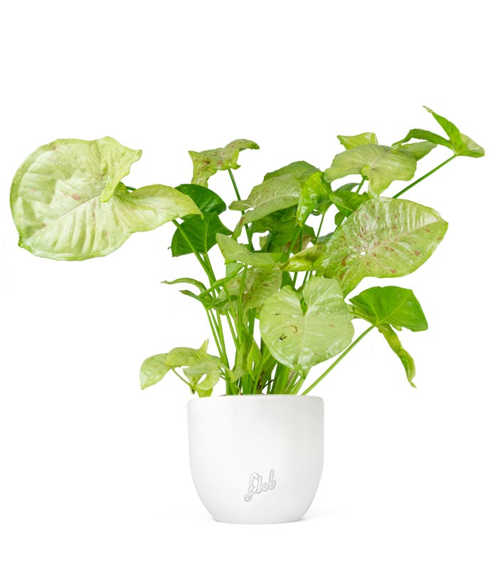Syngonium "Milk Confetti"