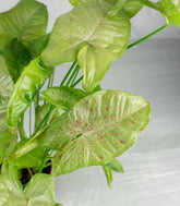Syngonium "Milk Confetti"