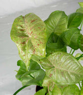 Syngonium "Milk Confetti"