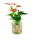 Anthurium Rosa Idroponica