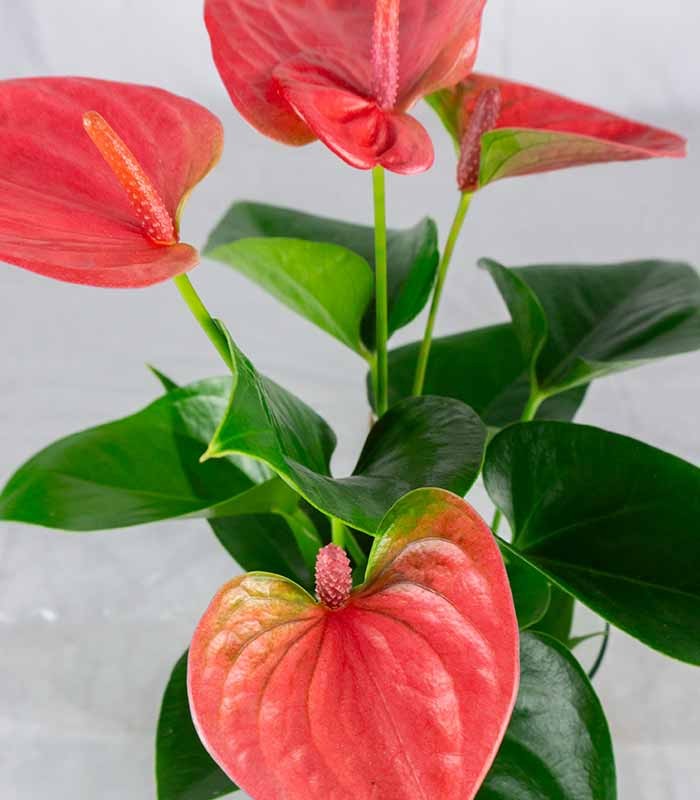 Anthurium Rosa Idroponica