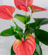 Anthurium Rosa Idroponica