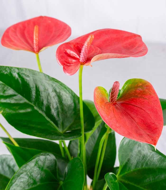 Anthurium Rosa Idroponica