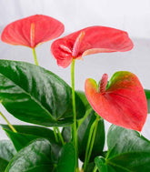 Anthurium Rosa Idroponica