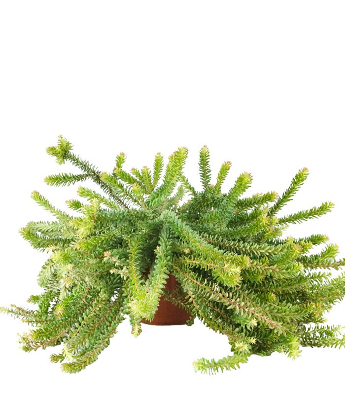 Grevillea lanigera