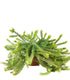 Grevillea lanigera